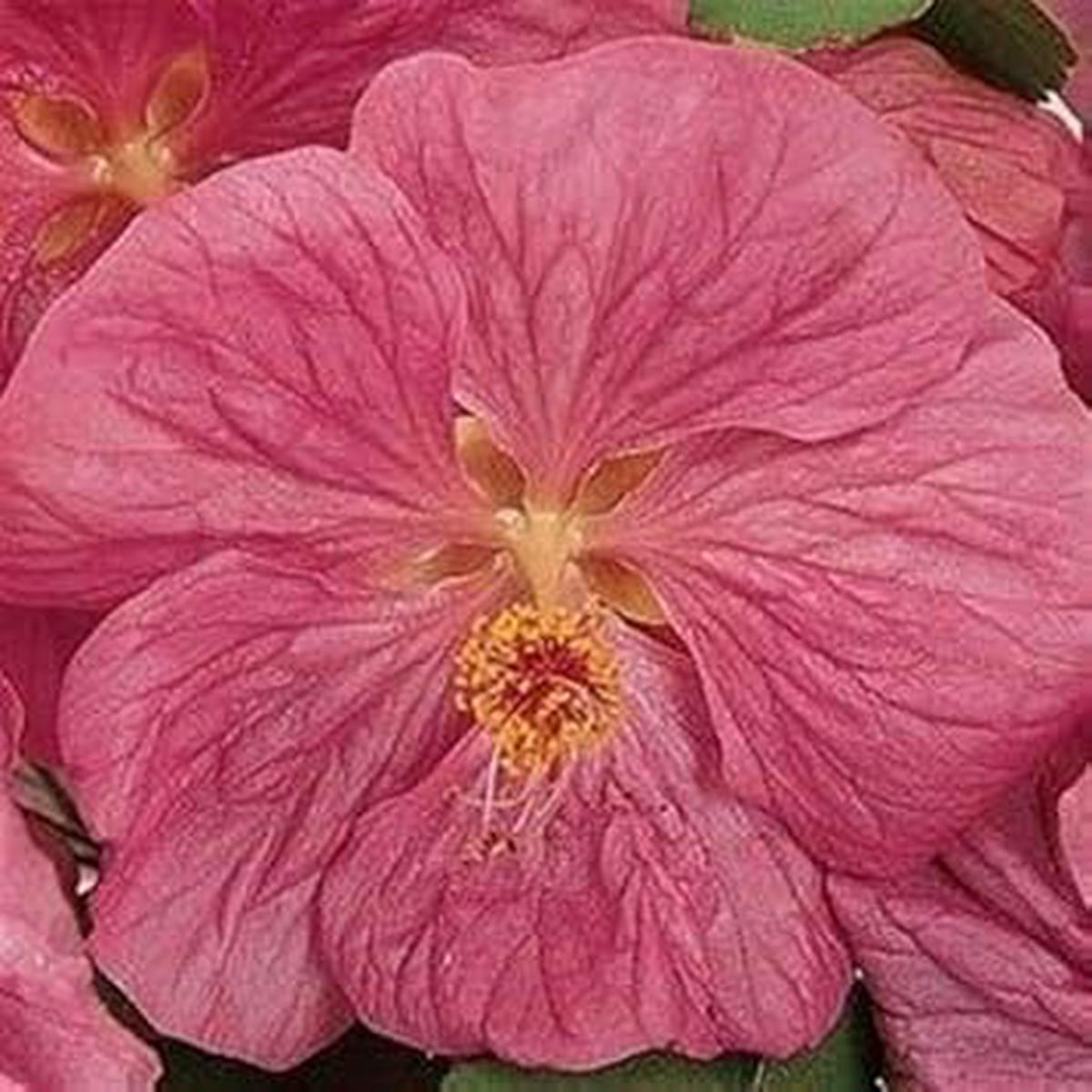 Abutilon Bella Flower Seeds for Planting  Heirloom, Non-GMO Seeds for Colorful Indoor & Outdoor Blooms