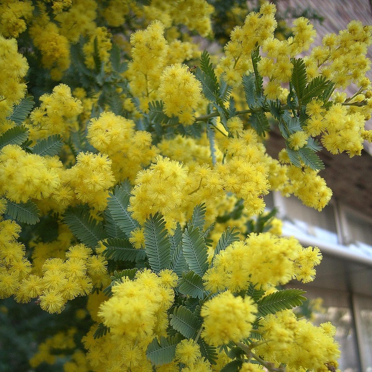 Acacia Baileyana Purpurea Flower Seeds for Planting Heirloom, Non-GMO, Fast-Growing, Tree