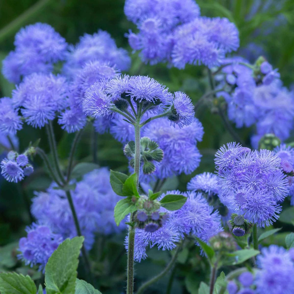 Ageratum Flower Seeds for Planting  Fragrant Blossoms, Heirloom, Non-GMO, High Germination Seeds