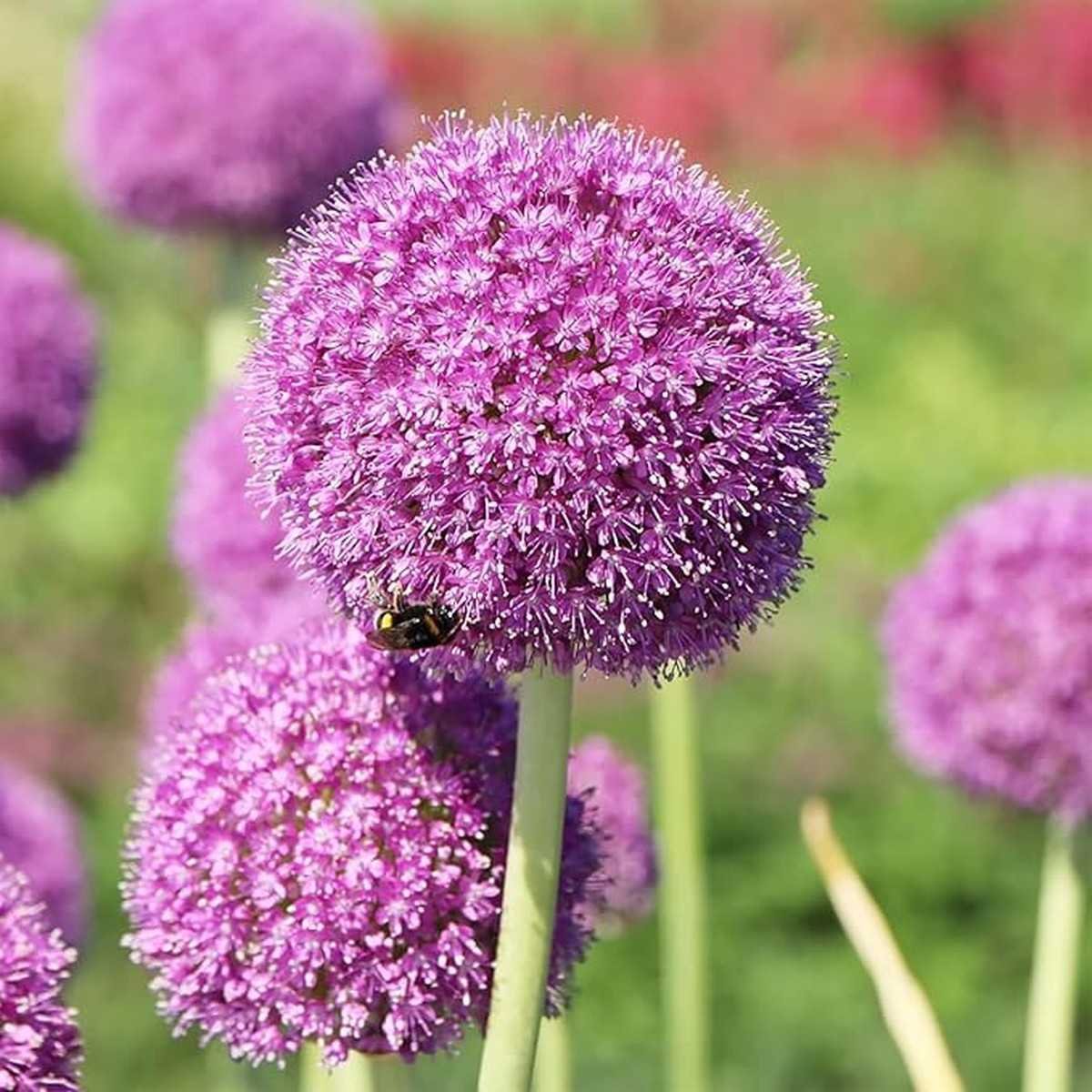 Allium Allium Giganteum Flower For Planting In Vertical Garden Or Home Lscape Designs Flower
