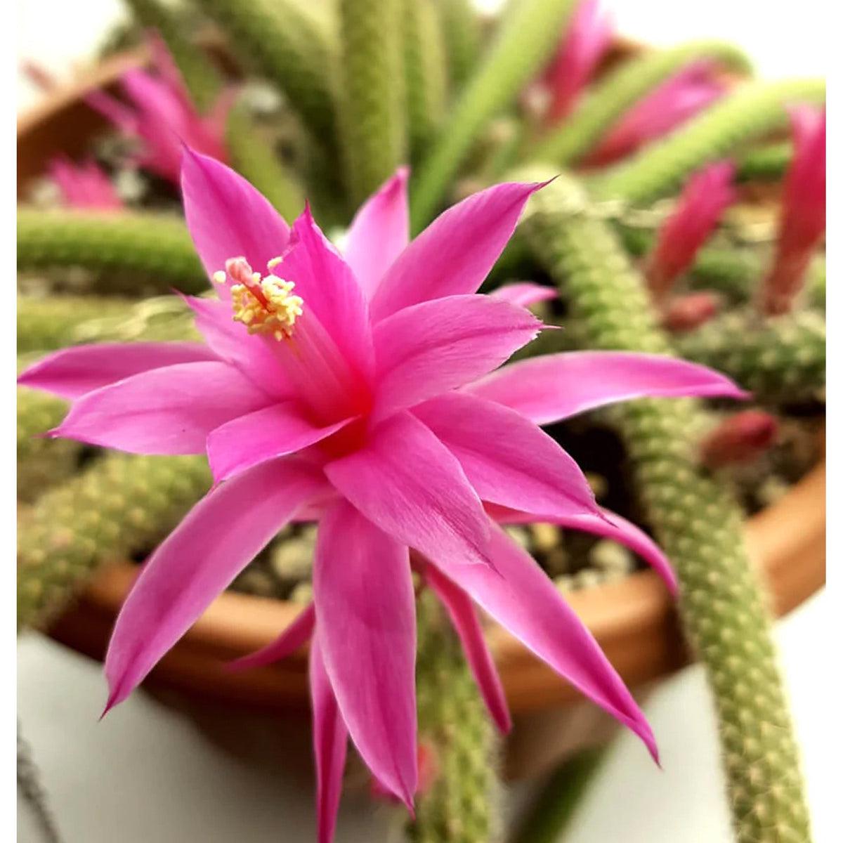 Aporocactus Flower seeds for Planting Pollinator Friendly Heirloom & GMO Free Seeds for Home Garden