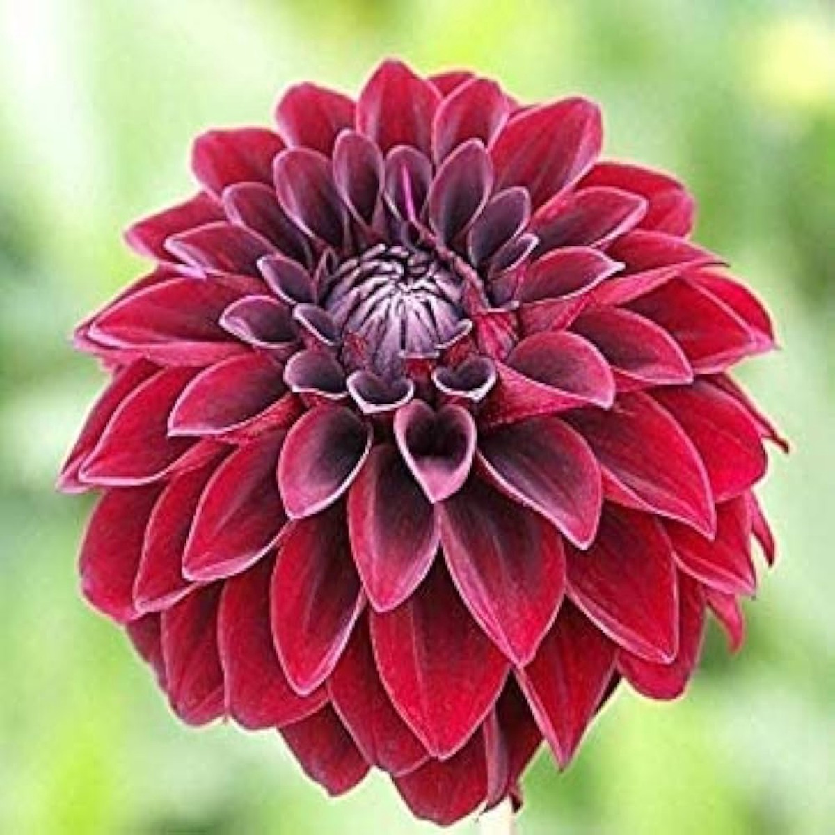 Arabian Night Dahlia Flower Seeds for Planting Heirloom Non-GMO High Germination Organic Garden Seeds