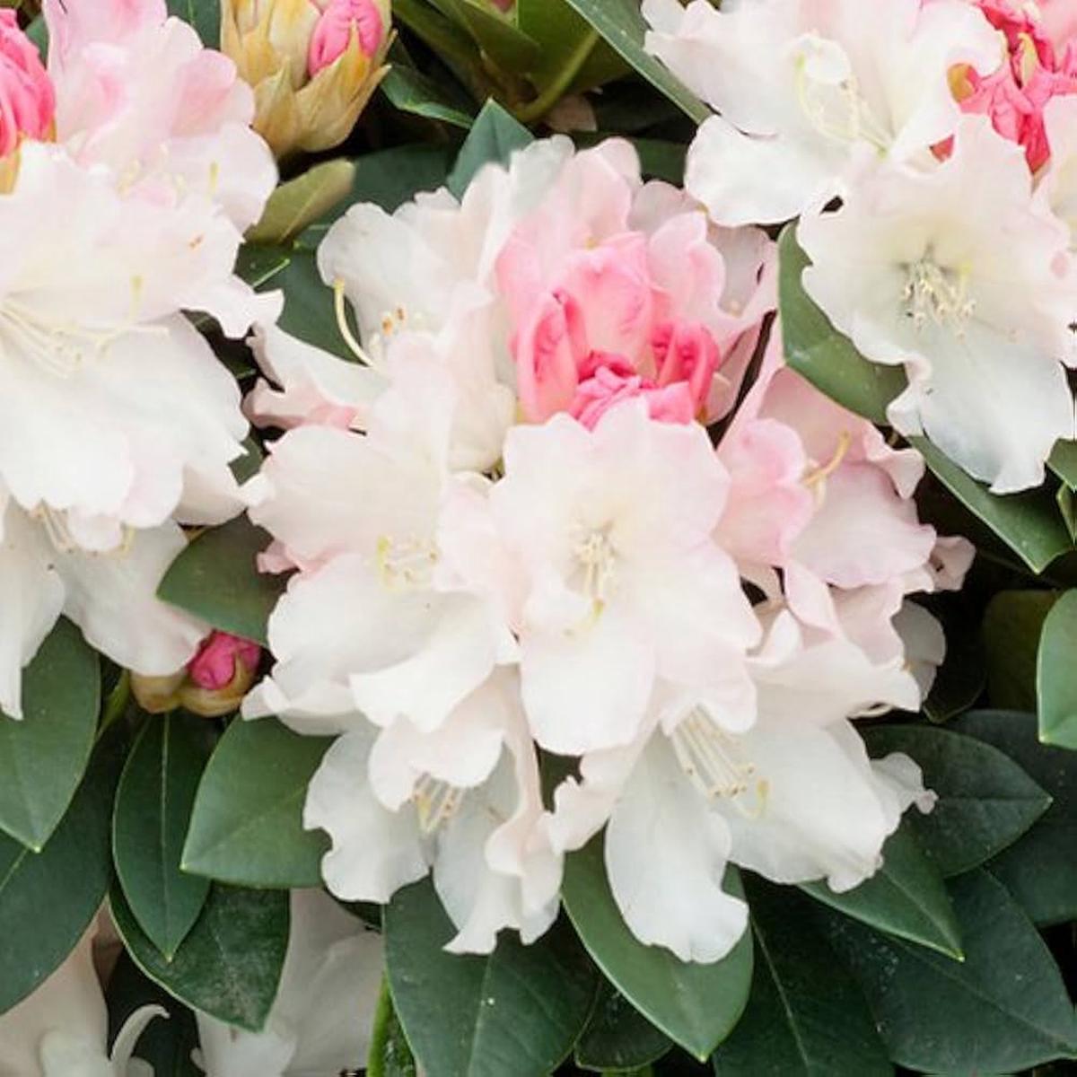 Azalea Rhododendron Flower For Planting In Garden Flower Seeds for Home Garden Planting, Blooming