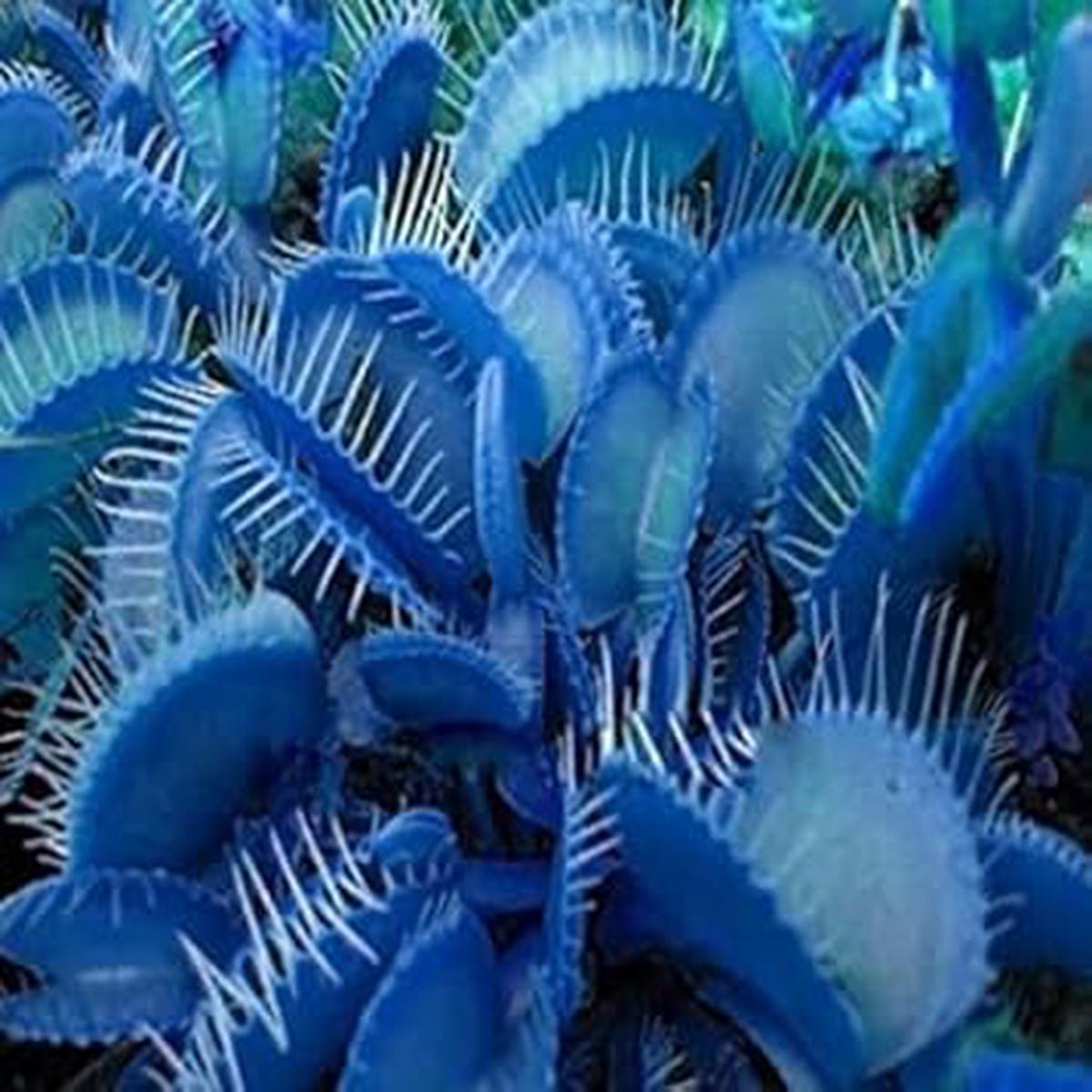 Heirloom Non-GMO Blue Venus Fly Trap Flower Seeds for Planting Rare Carnivorous Plant Seeds
