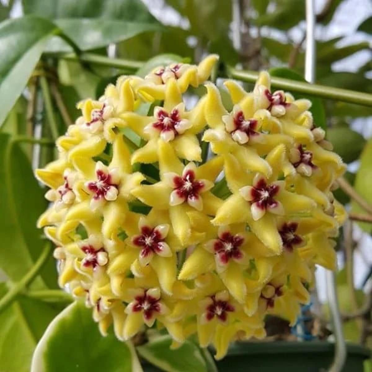Yellow Maroon Hoya Flower Seeds for Planting  Bright Blooms, Heirloom, Non-GMO, High Germination Organic Garden Seeds