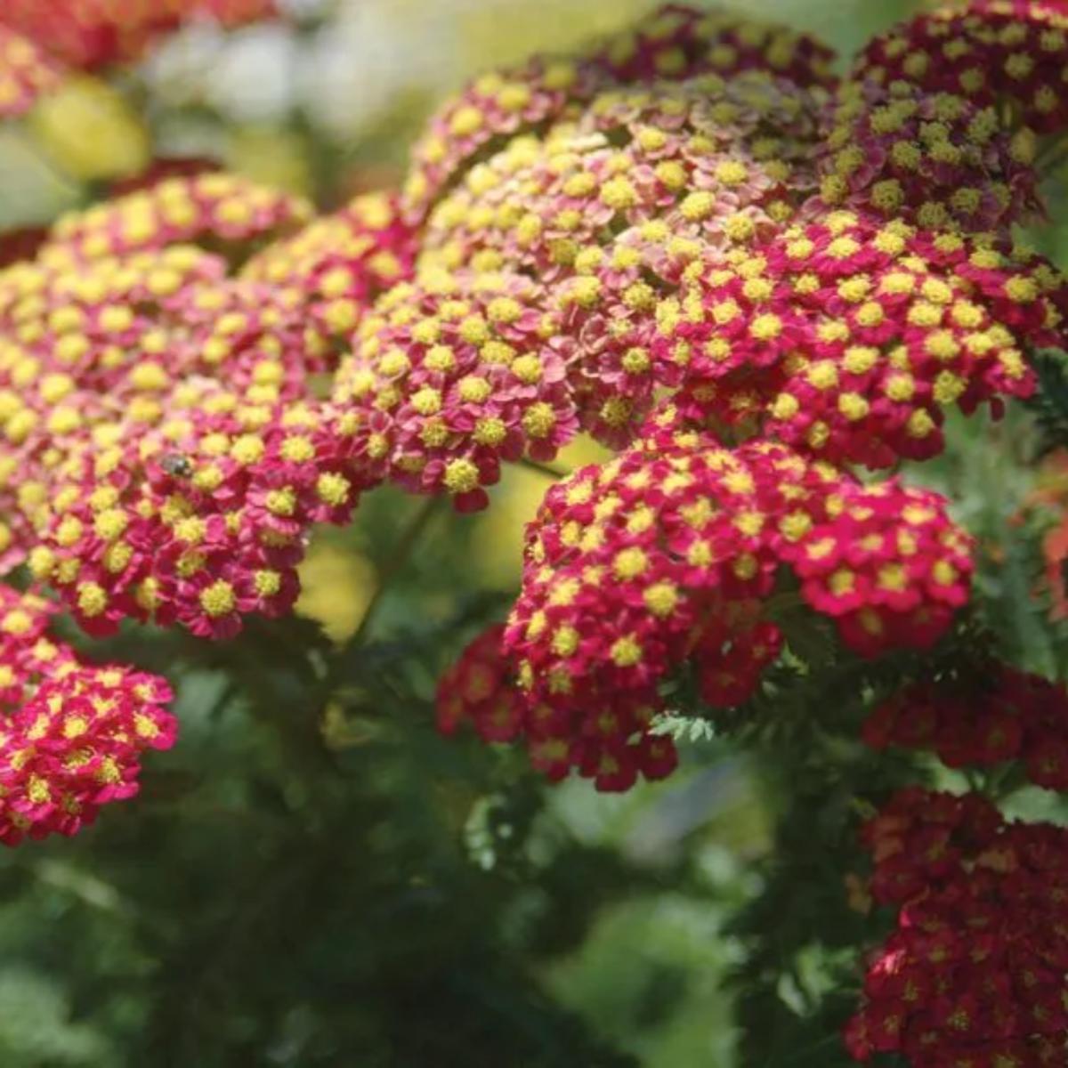 Achillea 'Strawberry Seduction' Seeds for Planting  Heirloom, Non-GMO, Pink-Red, Perennial
