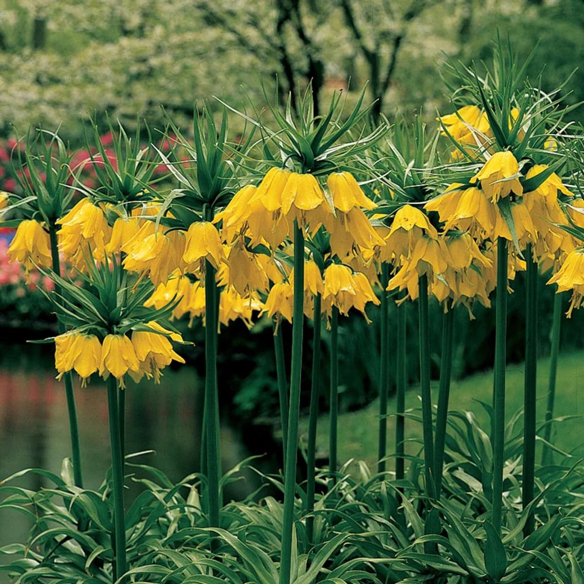 Yellow Imperial Crown Fritillaria Flower Seeds for Planting | Heirloom Non-GMO High Germination Organic Garden Seeds