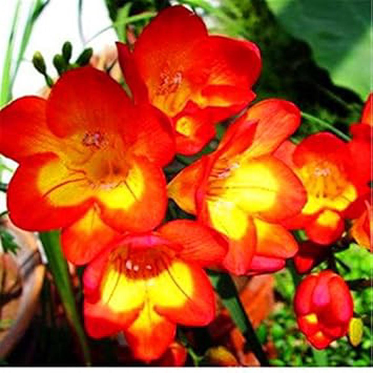 Yellow Orange Freesias Flower seeds for Planting - Fragrant Blossoms, Heirloom & GMO Free Seeds for Home Garden