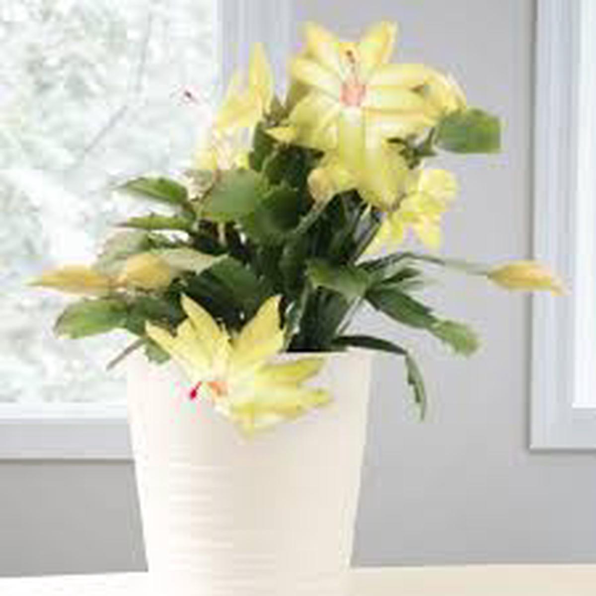 Yellow Schlumbergera Seeds for Planting Heirloom, Non-GMO, Colorful Blooms Organic Garden Seeds
