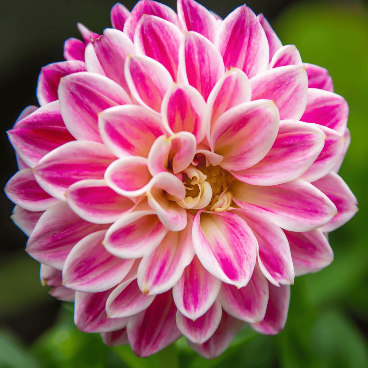 Zinnia White Pink Flower Seeds for Planting  Heirloom, Non-GMO, High Germination Organic Garden Seeds