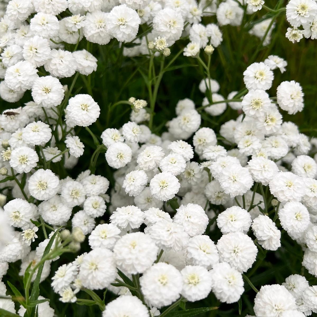 Achillea 'The Pearl' Seeds for Planting Heirloom, Non-GMO, Elegant White, Perennial