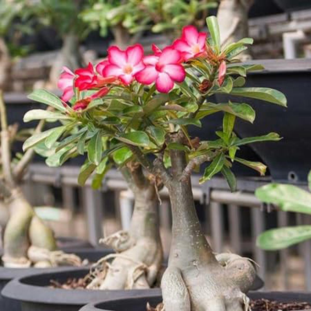 Adenium Flower - Heirloom, Non - Gmo Seeds