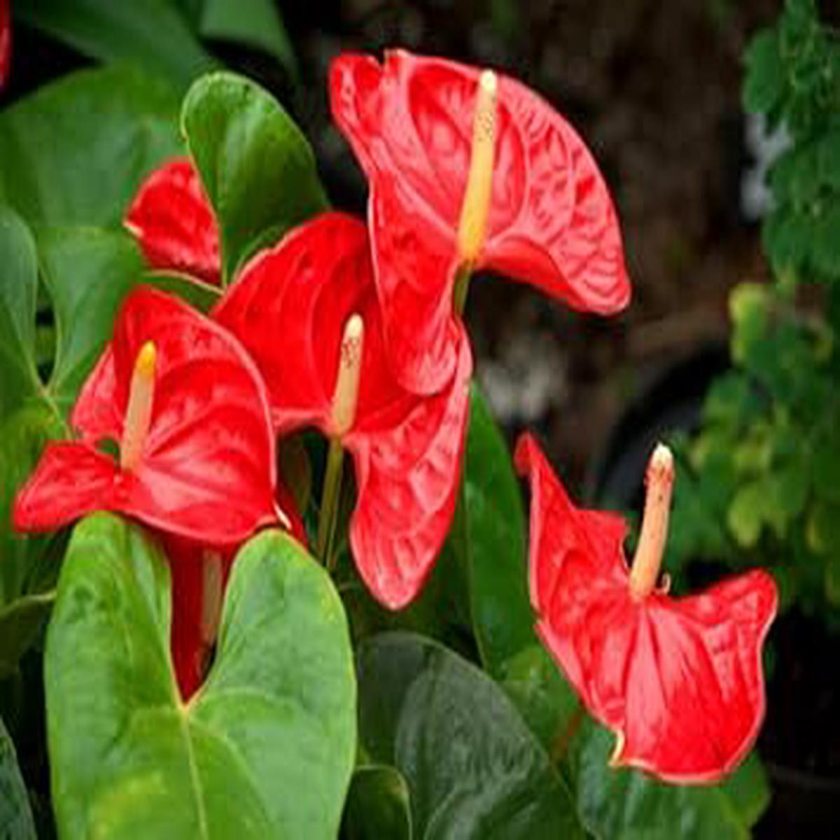 Anthurium Flower Seeds for Planting  Compact Growth, Heirloom, Non-GMO, High Germination Garden Seeds