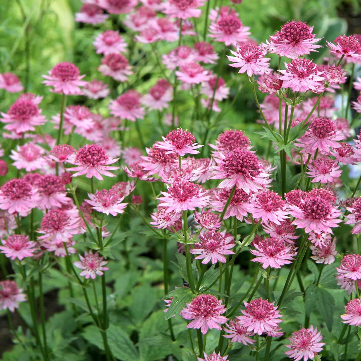 Astrantia Major 'Rose Symphony' Flower Seeds  Heirloom, Non-GMO, Easy to Grow, Perennial