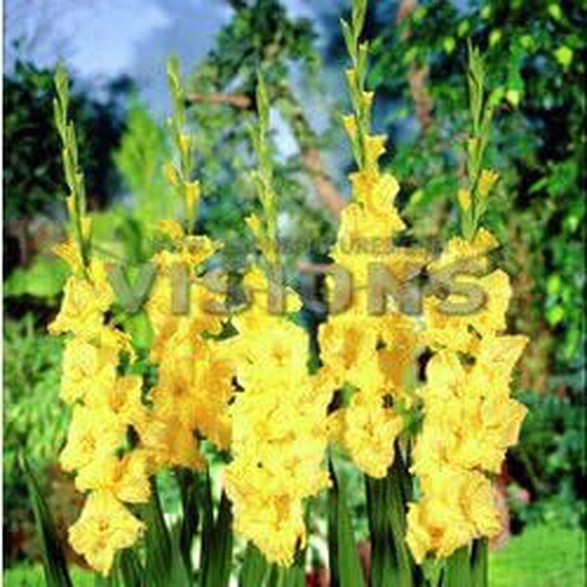 Heirloom Yellow Gladiolus Hybridus Flower Seeds Non-GMO Perennial Blooms for Planting