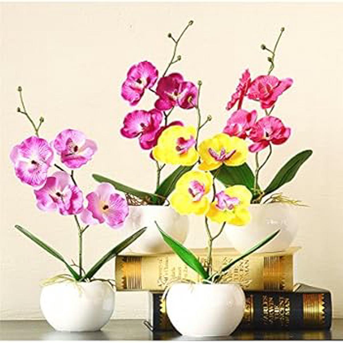 Mixed Doritaenopsis Orchid Flower Seeds  Non-GMO Colorful Garden Blooms for Planting