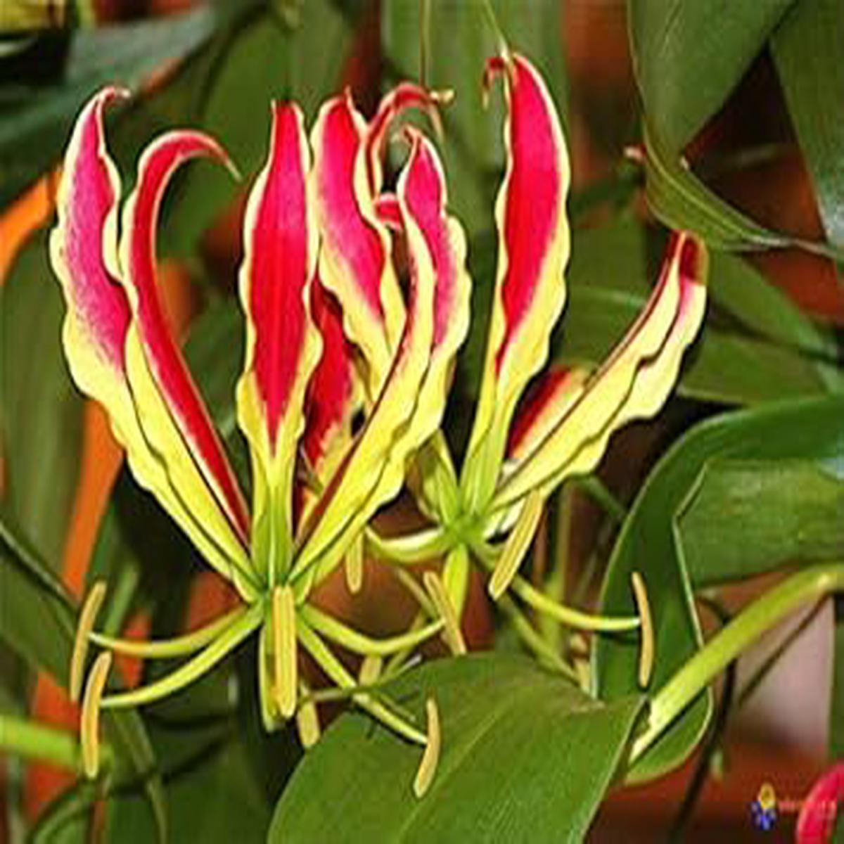 Yellow Red Gloriosa Superba Flower Seeds for Garden  Non-GMO, Heirloom, High Germination Seeds