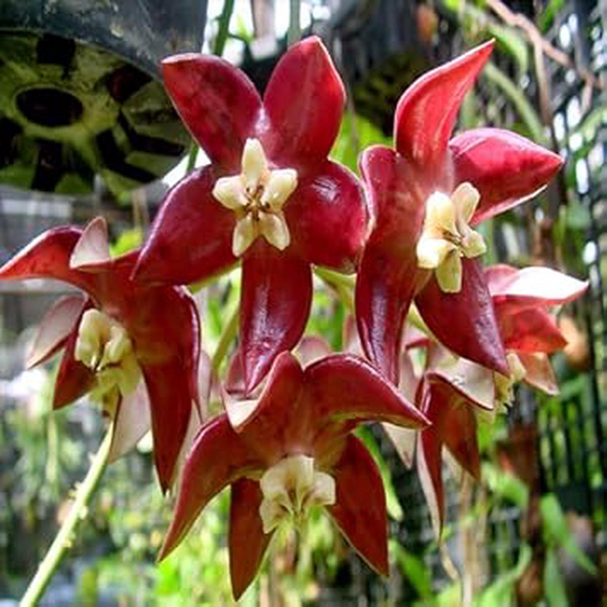 Yellow Red Hoya Carnosa Flower Seeds for Planting  Heirloom, Non-GMO, High Germination Organic Garden Seeds