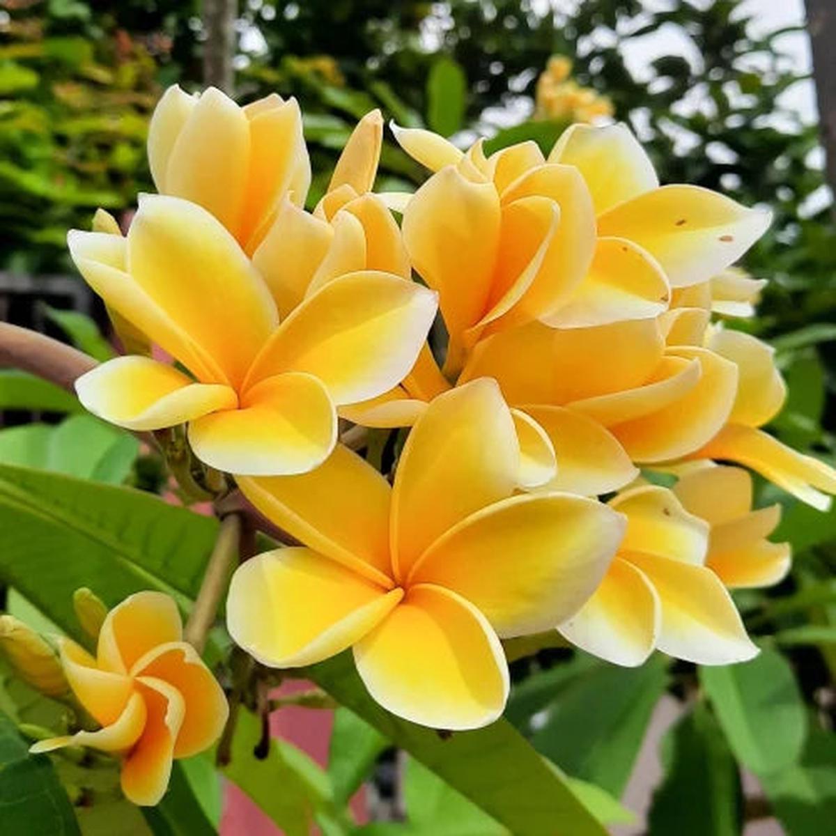 Yellow White Egg Flower seeds for Planting Pollinator Friendly Heirloom & GMO Free Seeds for Home Garden Sale