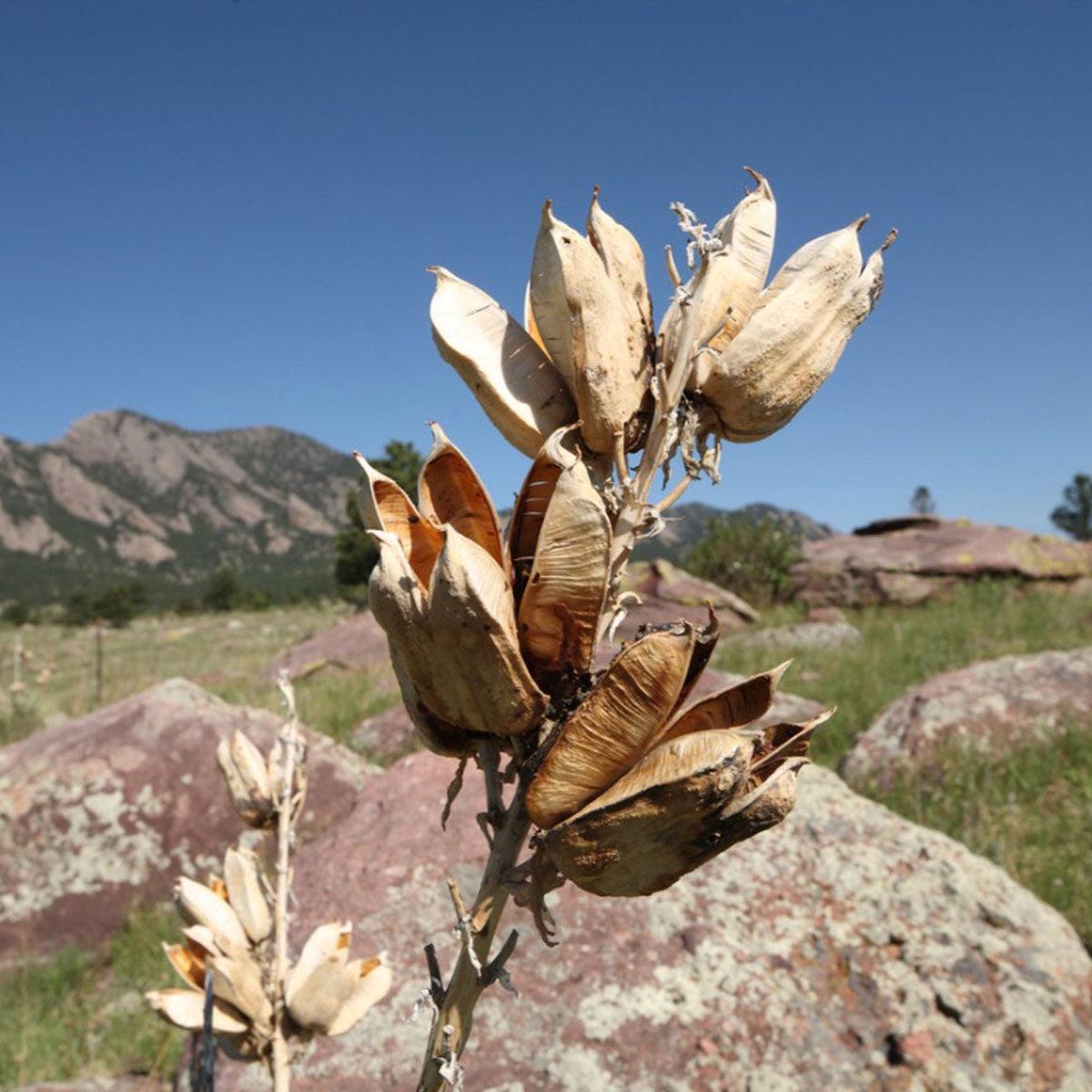 Yucca Flower Seeds for Planting  Heirloom, Non-GMO, Drought-Tolerant, Perennial
