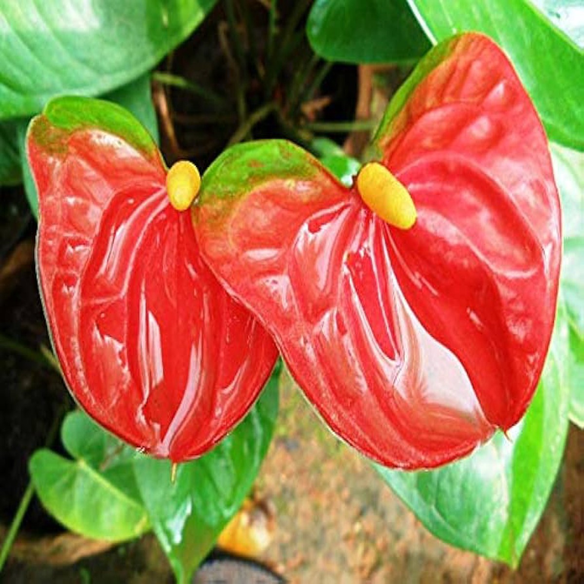 Anthurium Flower Seeds Tropical Houseplant with Bright Glossy Flowers