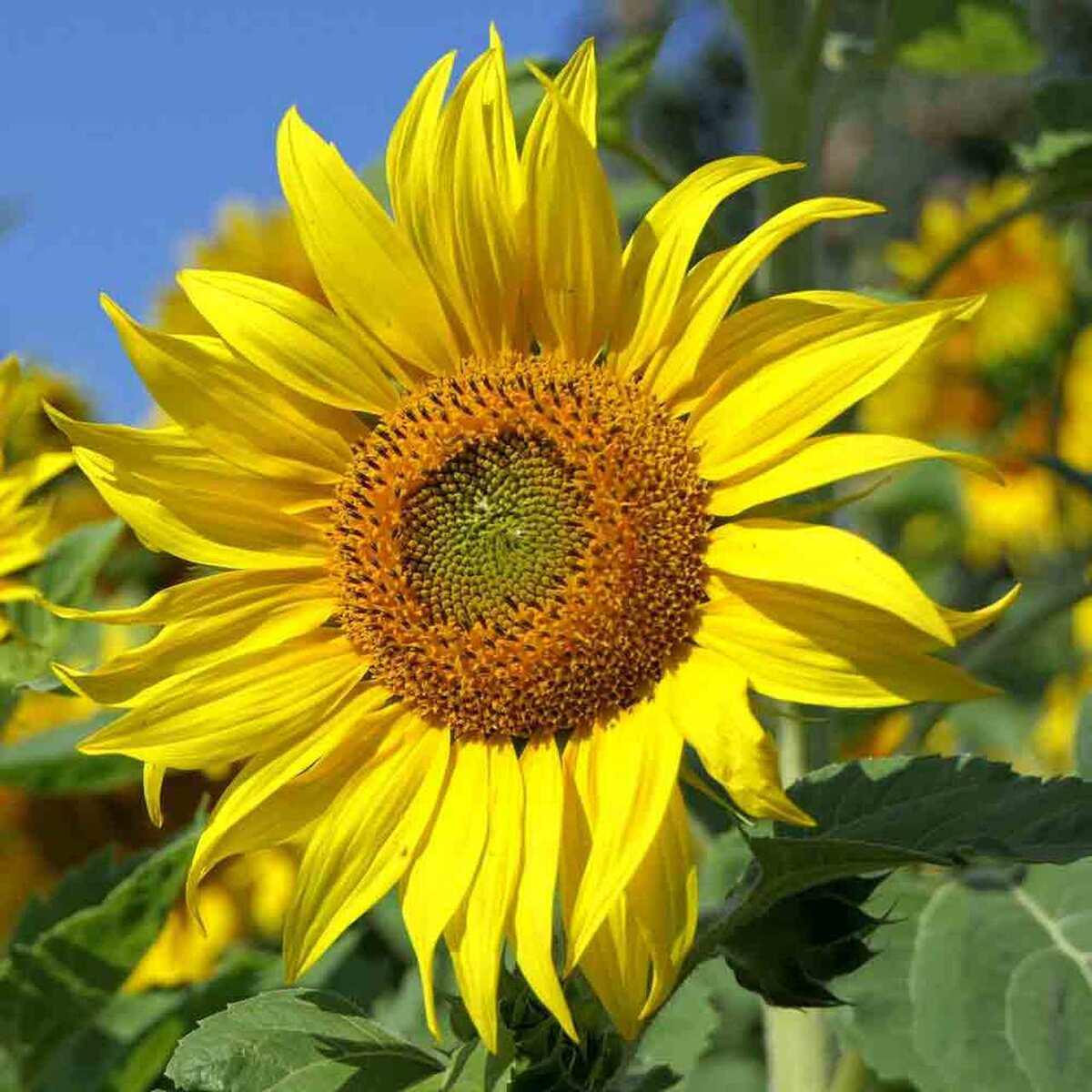 Sunzilla Giant Sunflower Seeds for Planting Heirloom, Non-GMO, Easy to Grow, Annual