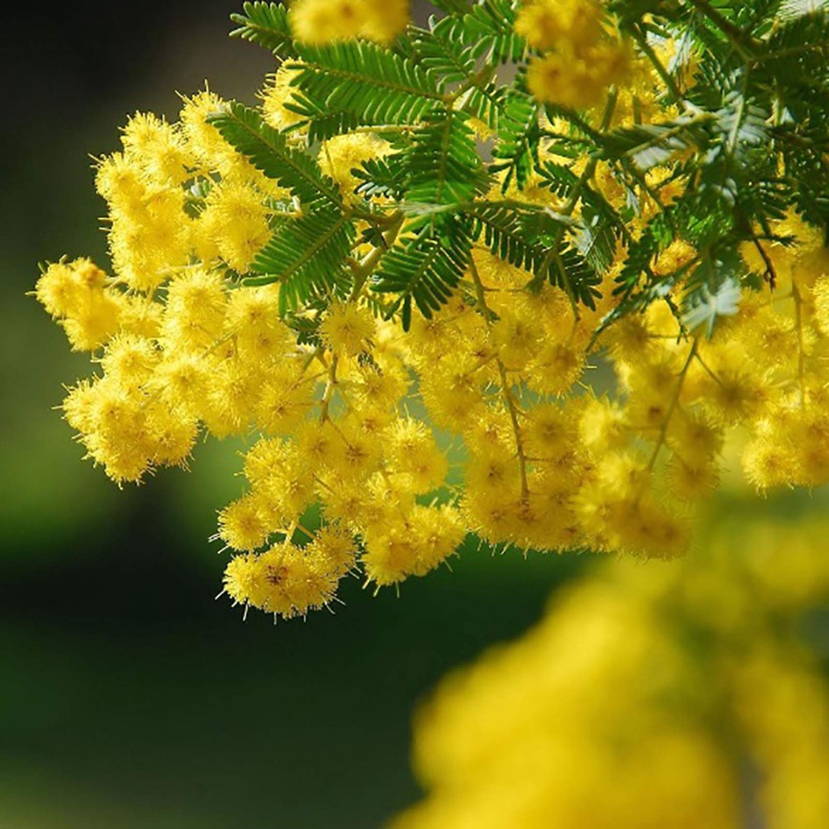 Yellow Heirloom Non Gmo Mimosa Flower Bright And Fragrant Garden Planting Flower Seeds Home