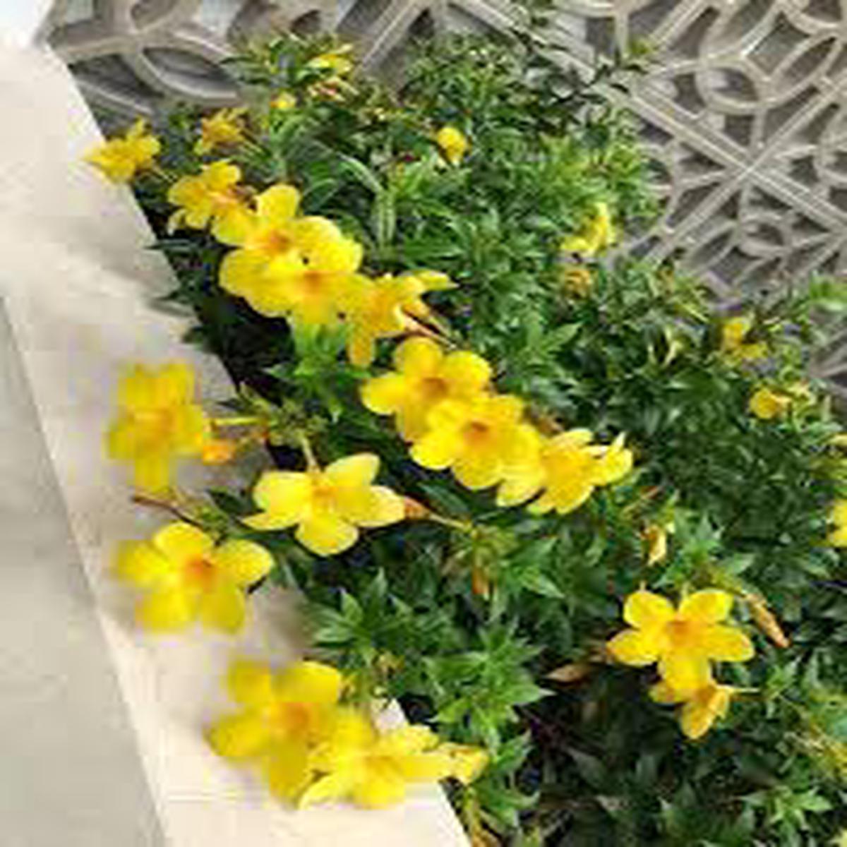 Yellow Yanosik Flower Seeds for Planting  Shade-Tolerant Heirloom, Non-GMO, High Germination Garden Seeds