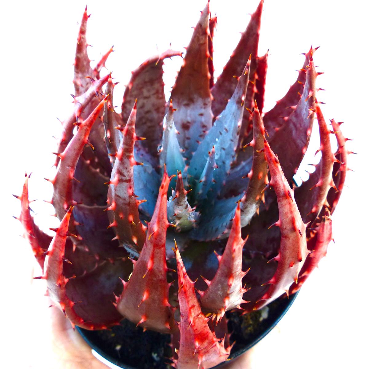 Aloe peglerae GREEN-RED cl21 SEEDS