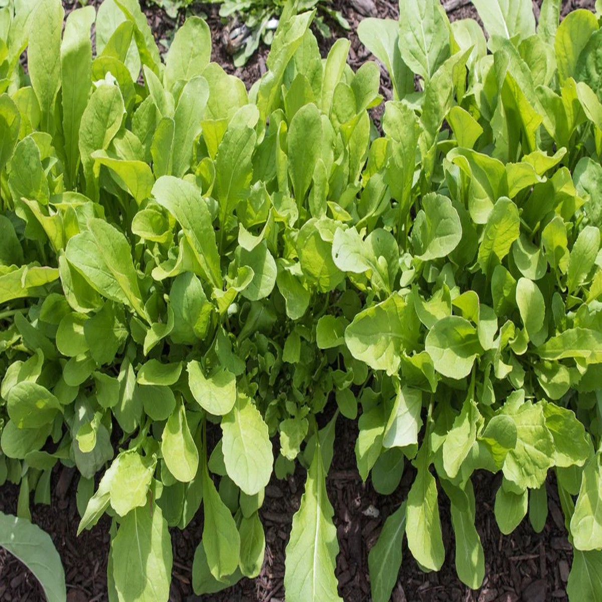 Arugula - Common - Seed Tape