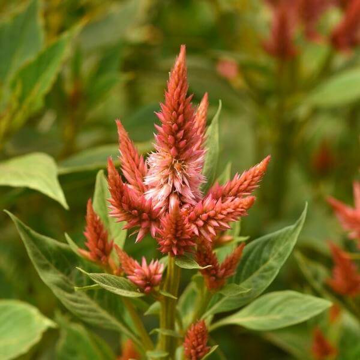 Celosia, Plume, Celway Terracotta
