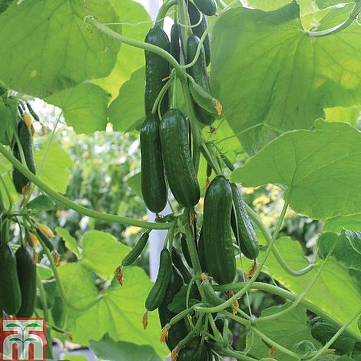 Cucumber Nimrod F1 Hybrid