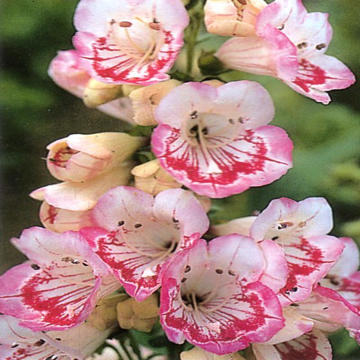Penstemon Sweet Lips 50 Seeds - Perennial