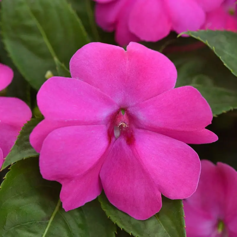 Solarscape XL Pink Jewel Hybrid Impatiens Seeds