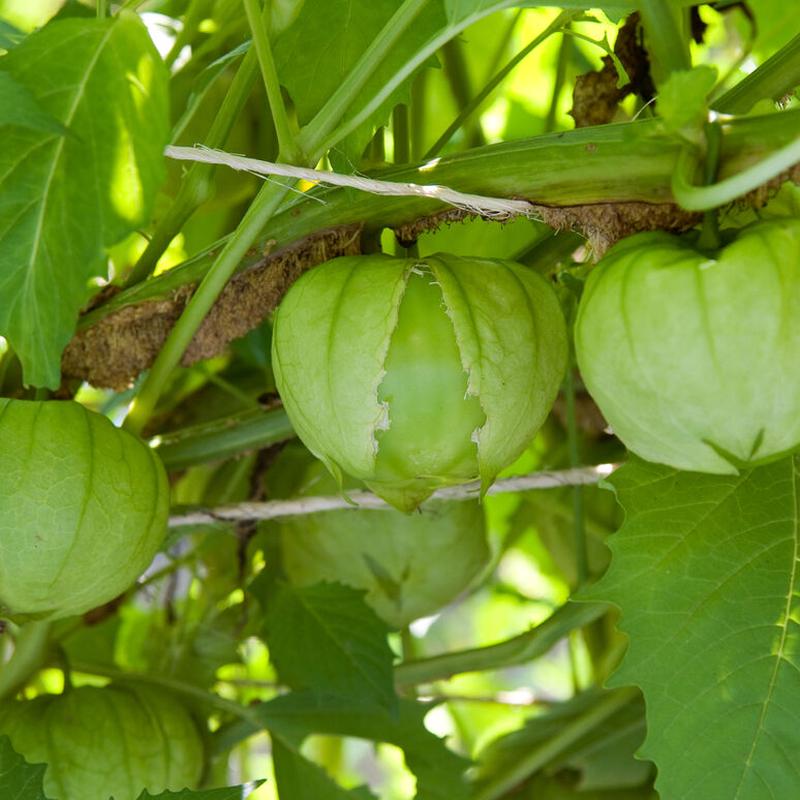 Toma Verde Tomatillo/Husk Cherry