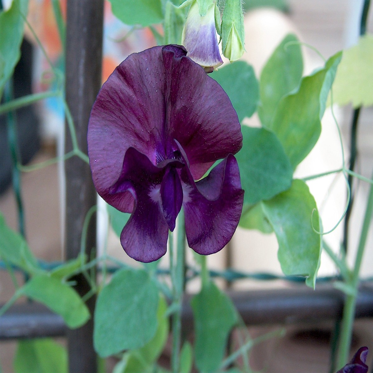 20 Royal MAROON SWEET PEA Lathyrus Odoratus Vine Dark Red Fragrant Flower Seeds