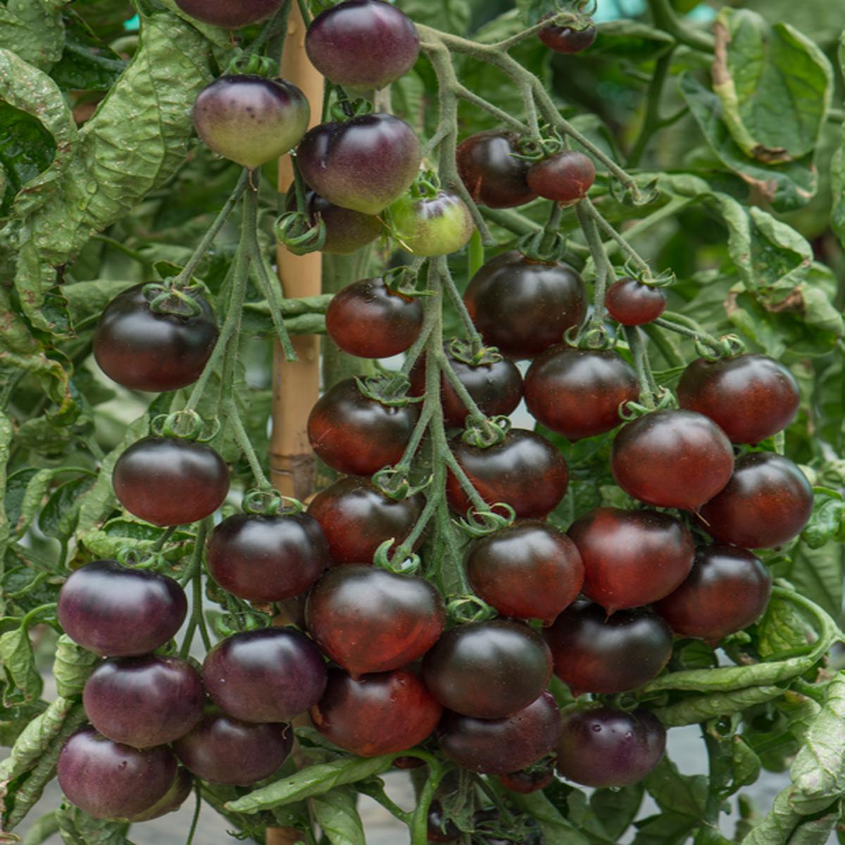 Tomato Indigo Rose Seeds