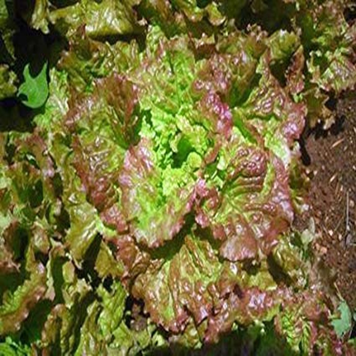 1000 Prizehead Lettuce Seeds Lactuca sativa Heirloom, Sweet & Crisp, Heat-Tolerant, Non-GMO