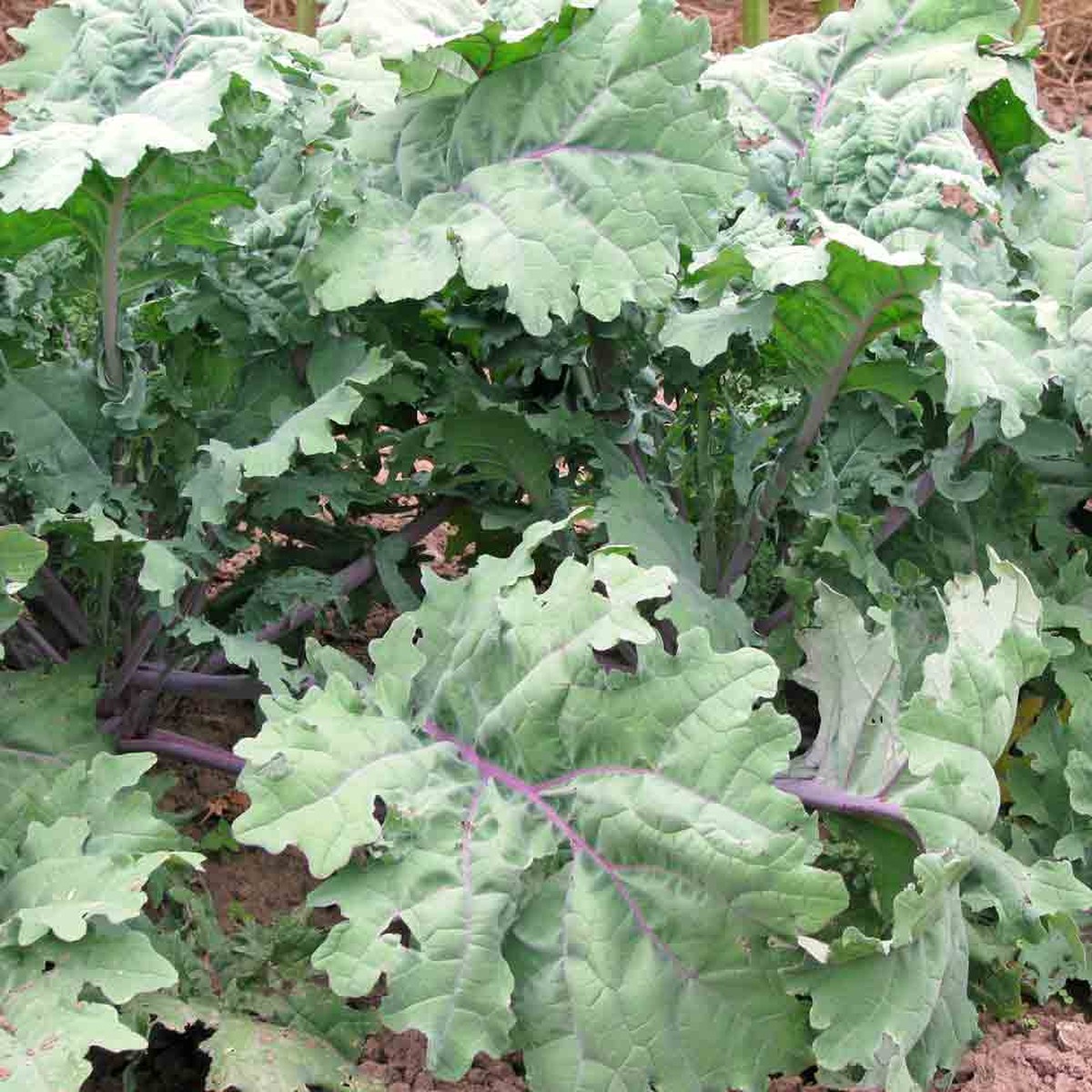 250 Seeds Red Russian Kale Brassica napus, Heirloom Leafy Green for Salads & Cooking