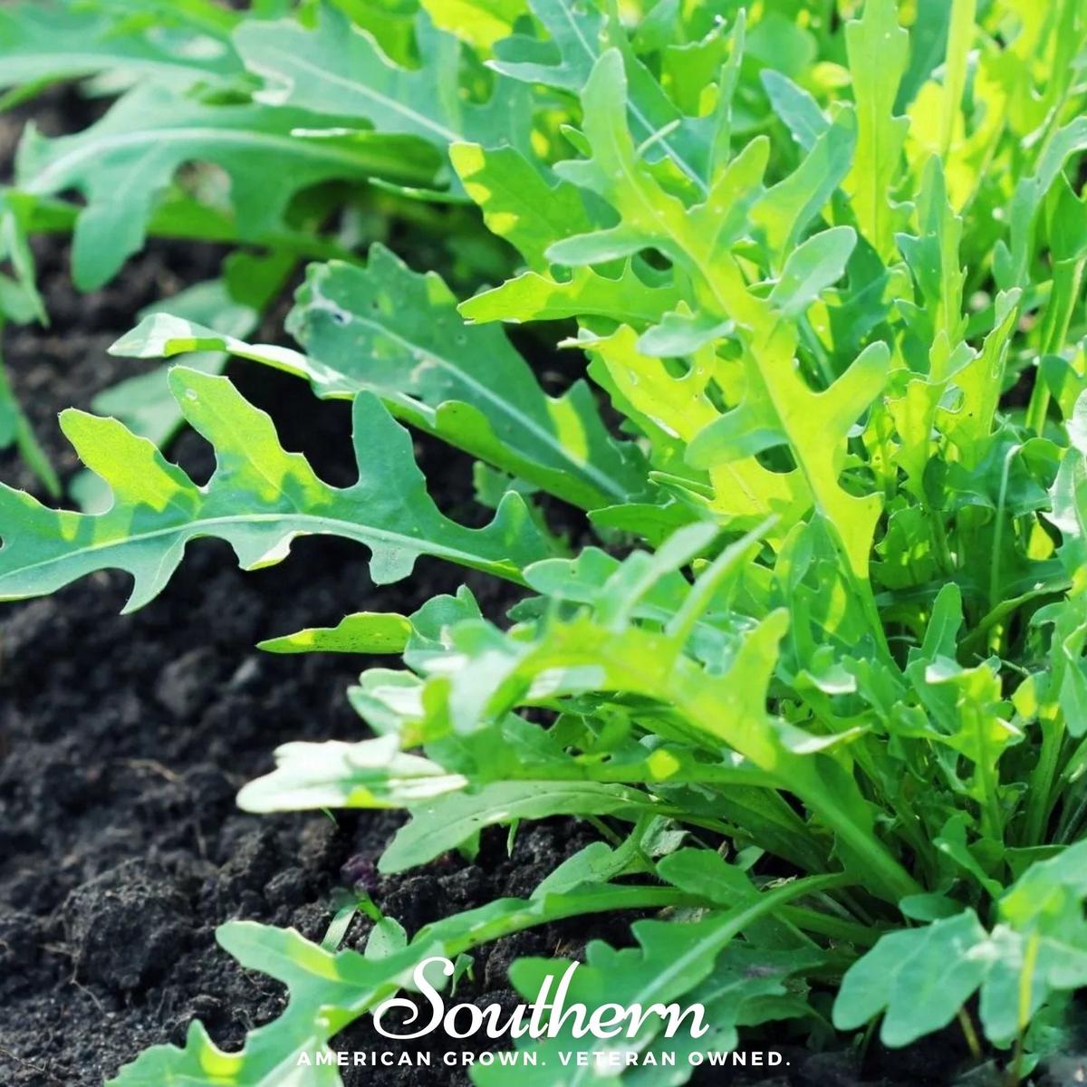 Wild Arugula 500 Seeds