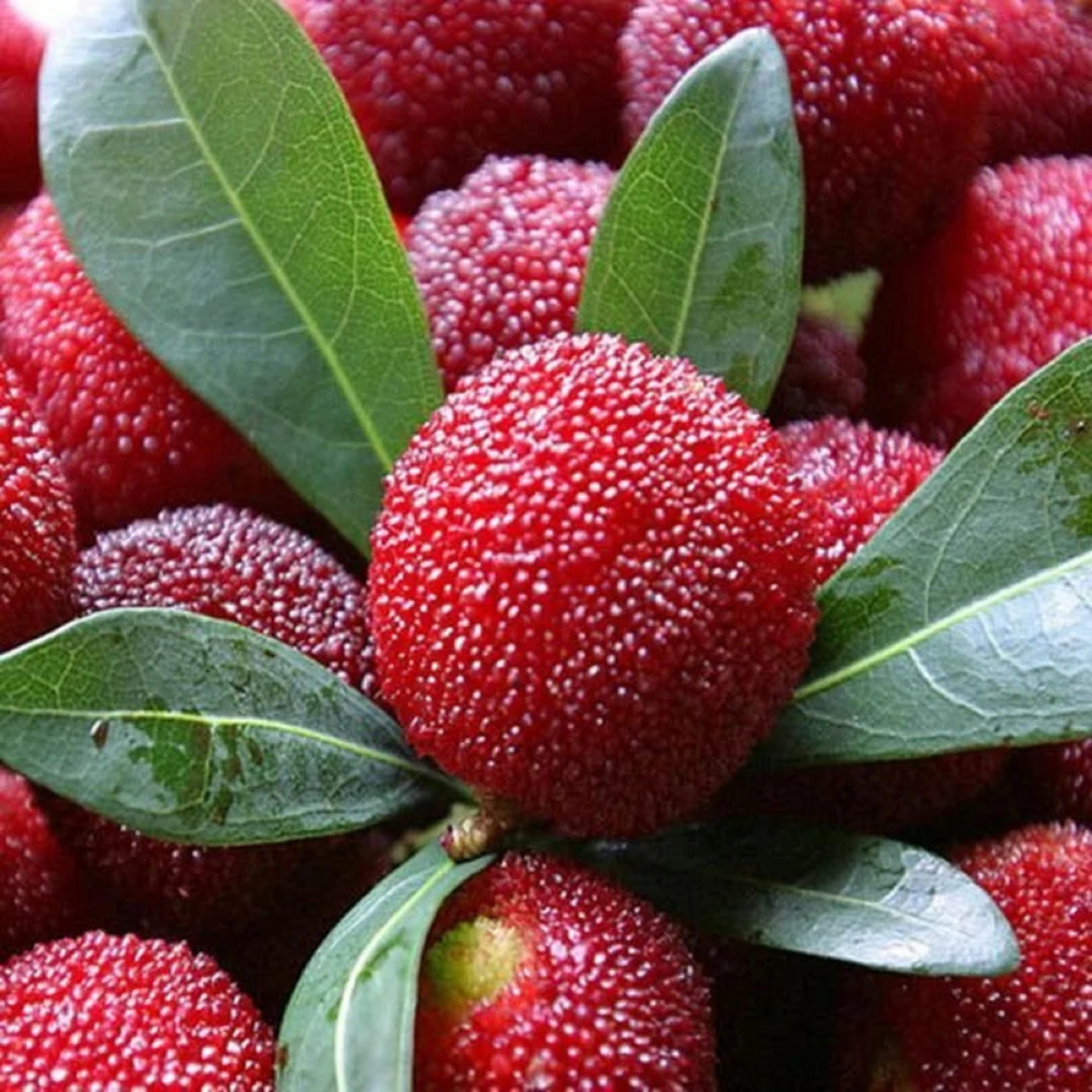 Yumberry Fruit Seeds Planting Guide