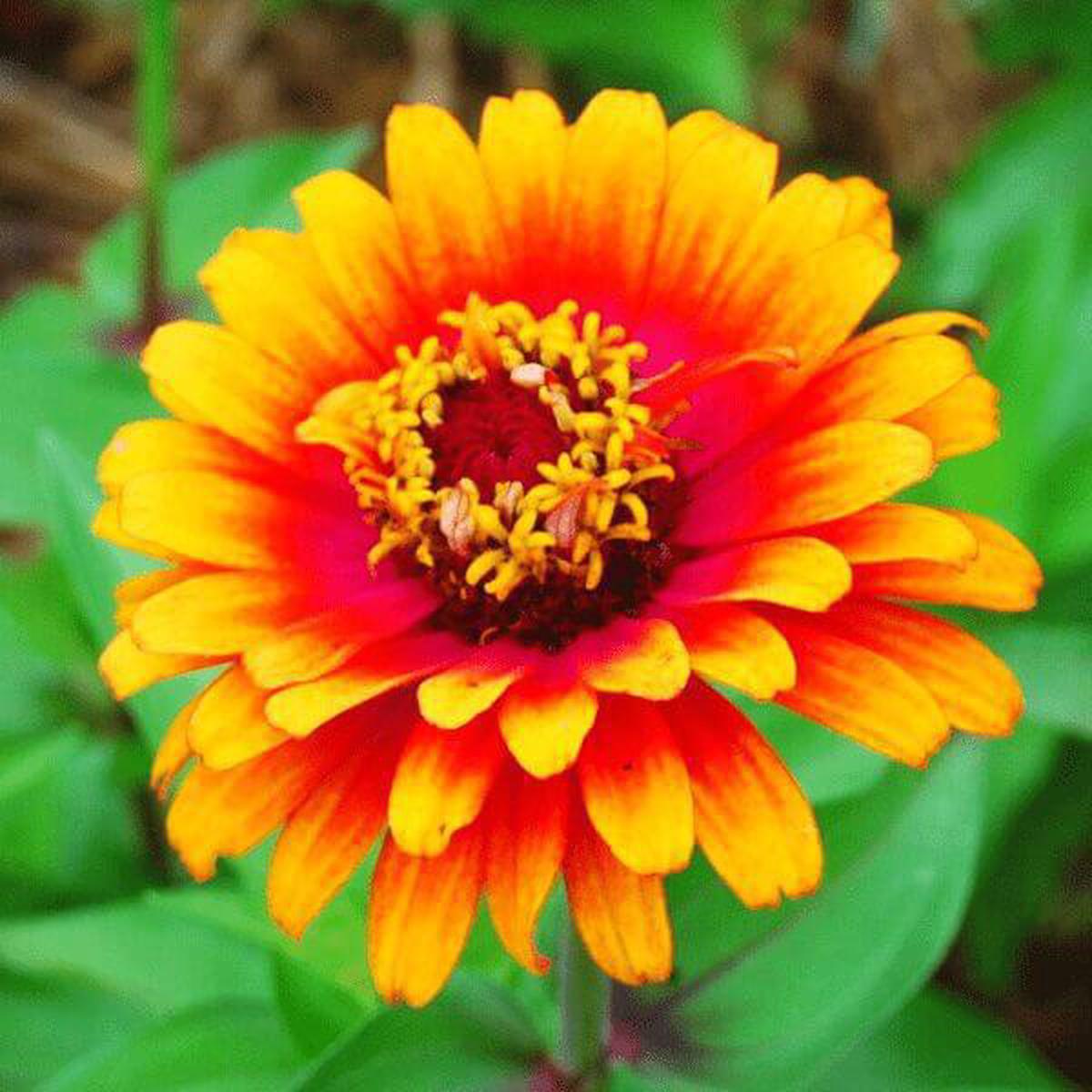 Zinnia, Zowie! Yellow Flame