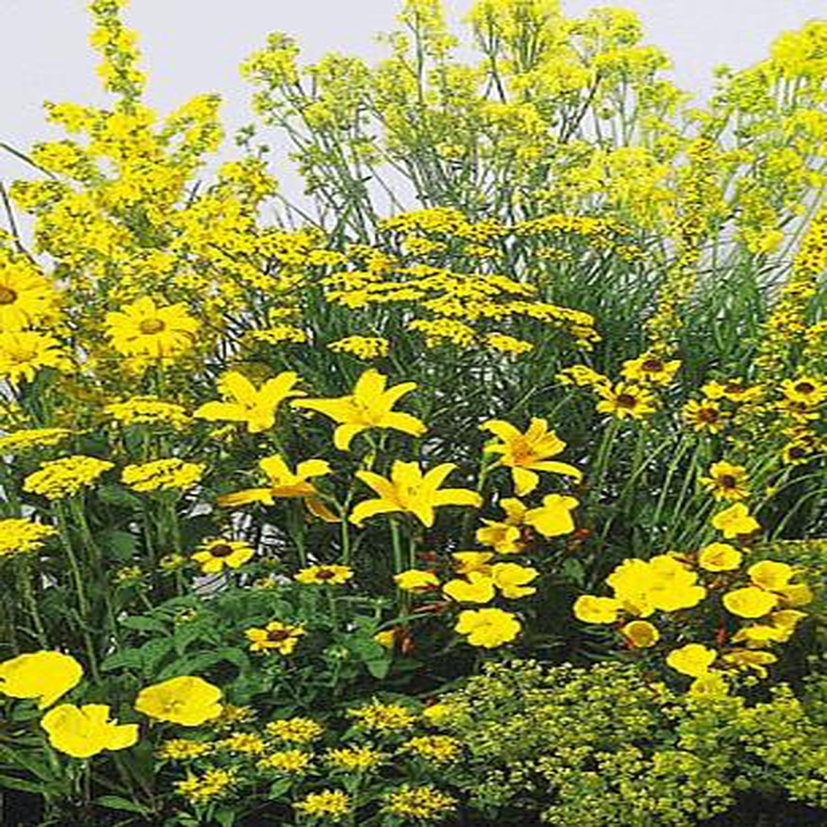 Yellow Perennial Garden 50 Seeds/Seed -Low Height
