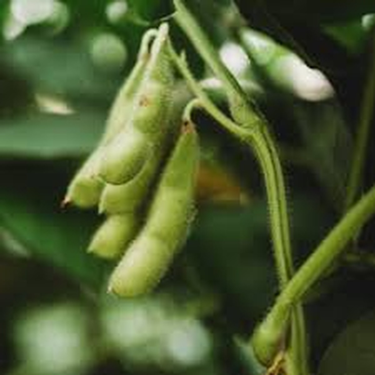 10 Edamame Soybean Seeds for Planting "Be Sweet" Japanese Vegetable, Glycine max, Asian Soybeans, Non-GMO, High-Quality Edamame Seeds