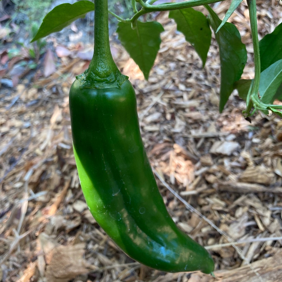 25 NuMex Joe E. Parker Pepper Seeds Capsicum annuum Mild Hatch-Style Chile, Non-GMO, Heirloom Pepper, 5,0006,000 Scoville