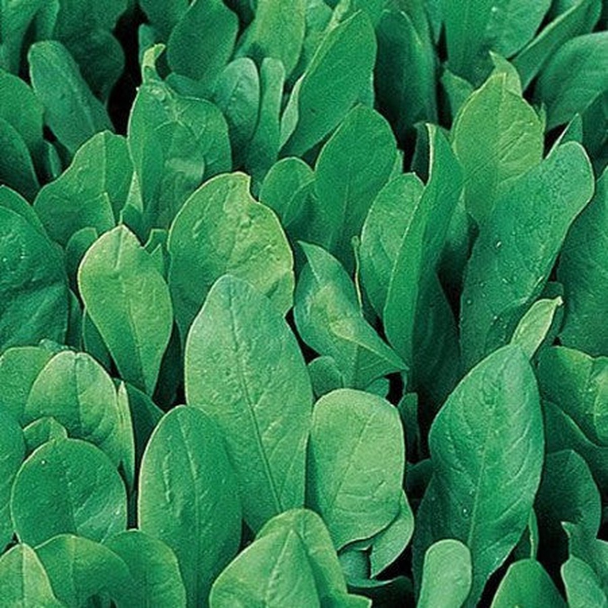 Triestine chicory, cut into pieces