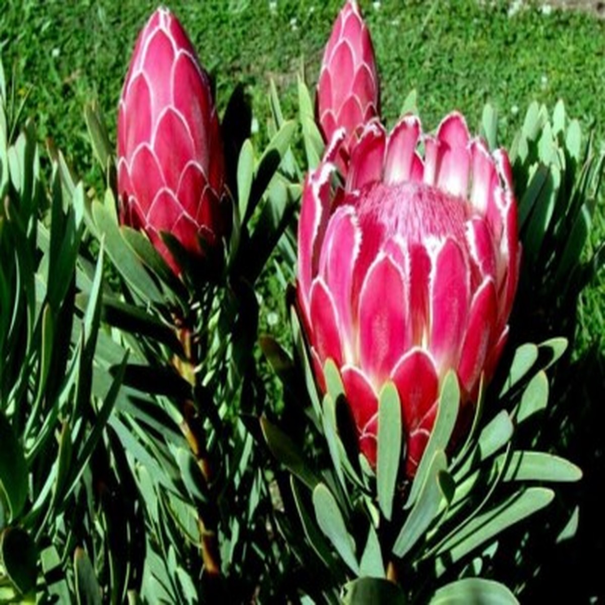 10 Queen Protea Seeds (Protea magnifica) Rare South African "Woolly Beard" Flower, Exotic Blooms, USDA Zones 9-12, Acidic Soil Plant