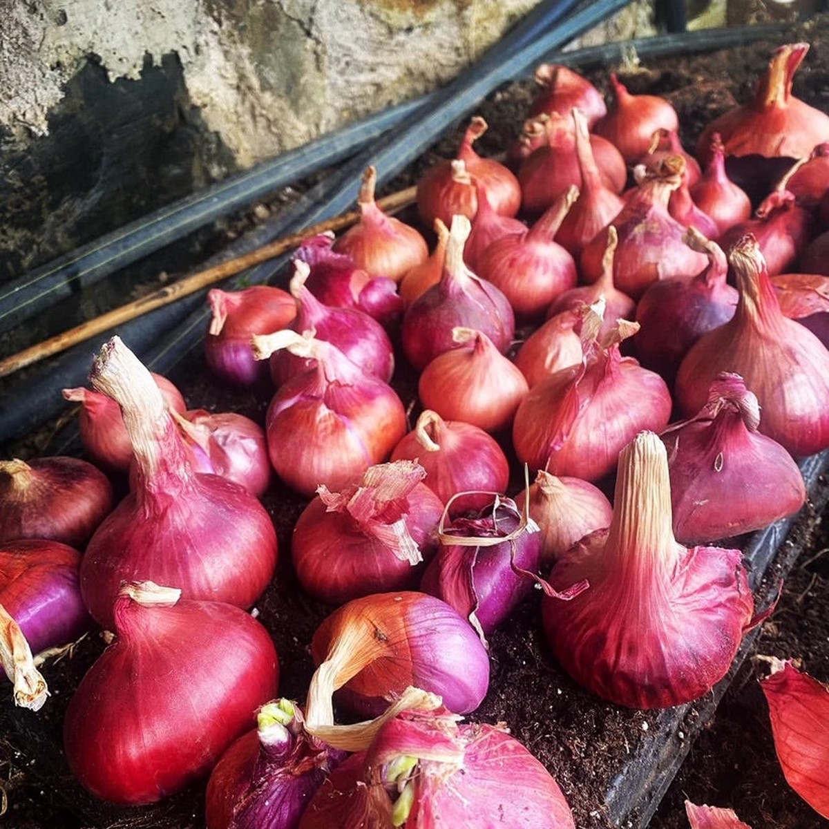 20 Organic Red Shallot Vegetable Seeds