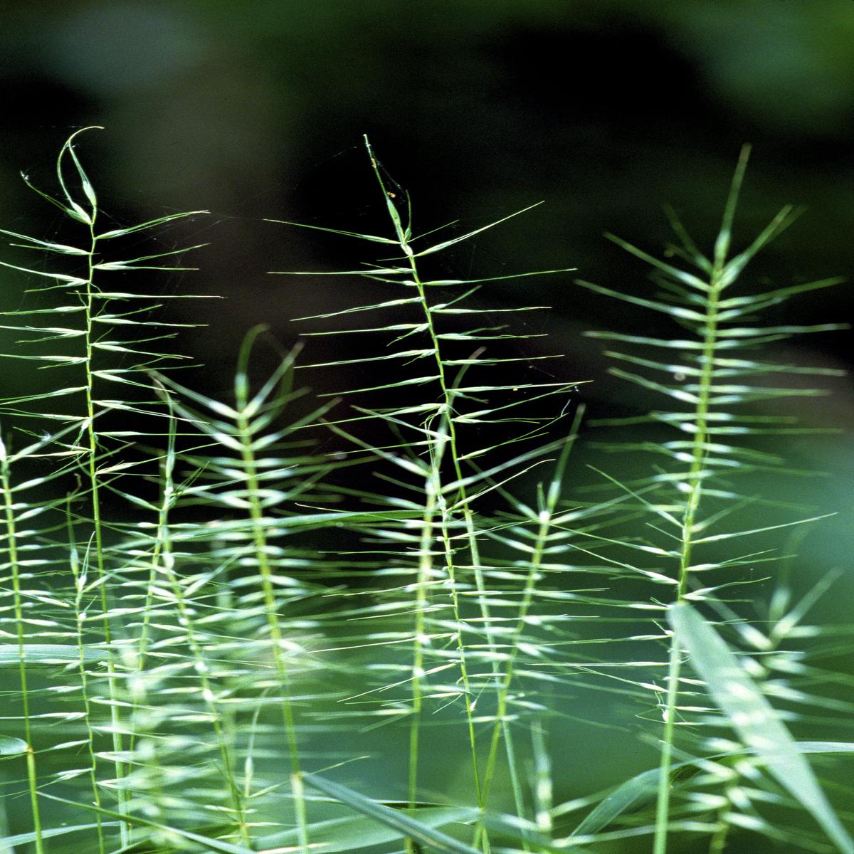25 BOTTLEBRUSH GRASS Ornamental Shade Elymus Hystrix Patula Seeds