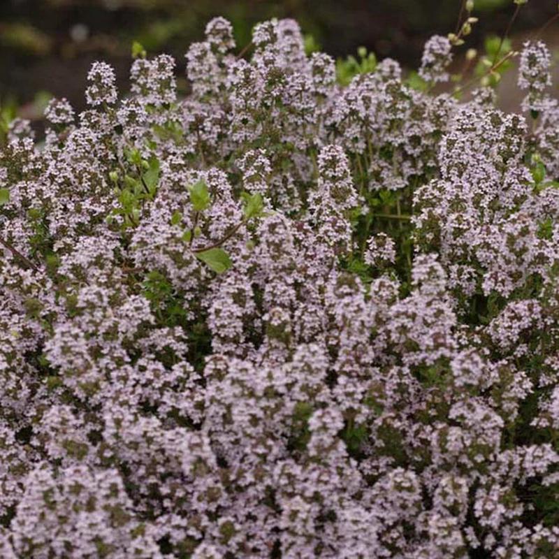 WINTER THYME